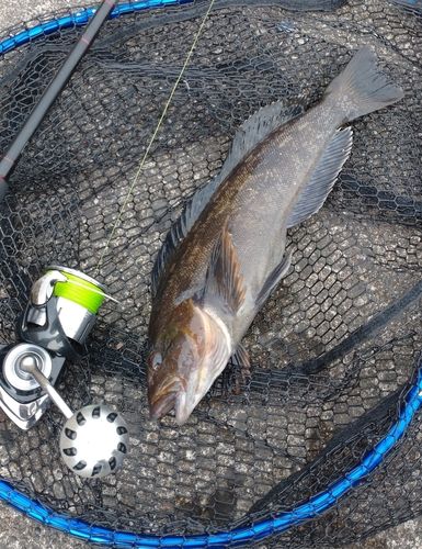 アイナメの釣果