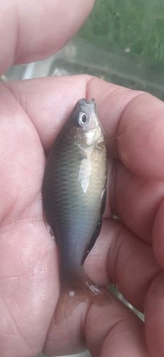 アブラボテの釣果