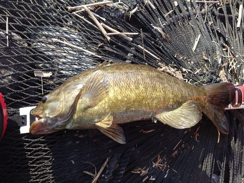 スモールマウスバス