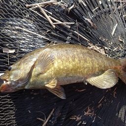 スモールマウスバス