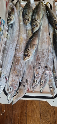 タチウオの釣果