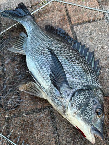 クロダイの釣果