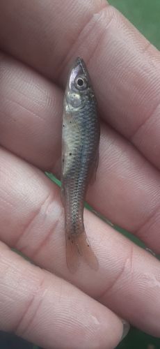 クチボソの釣果