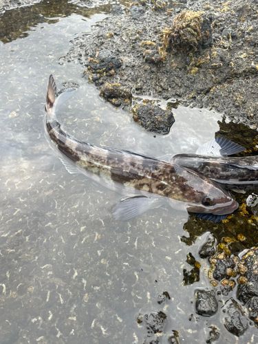 ホッケの釣果