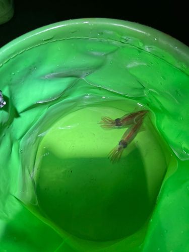 ホタルイカの釣果