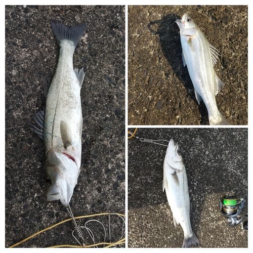 シーバスの釣果