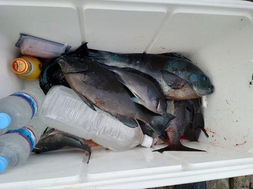 クチブトグレの釣果