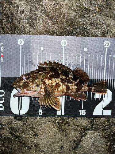 カサゴの釣果