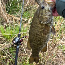 スモールマウスバス