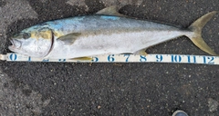 ヒラマサの釣果