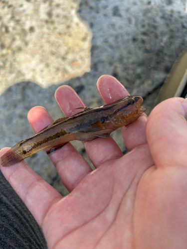 アカオビシマハゼの釣果