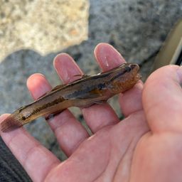 アカオビシマハゼ