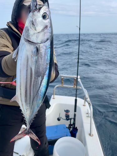 カツオの釣果