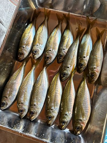 アジの釣果