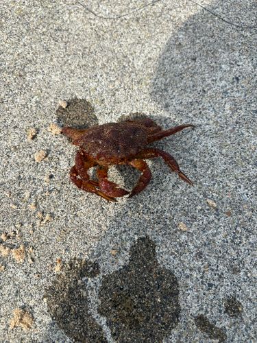 ウサギアイナメの釣果