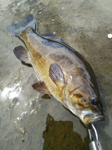 スモールマウスバスの釣果