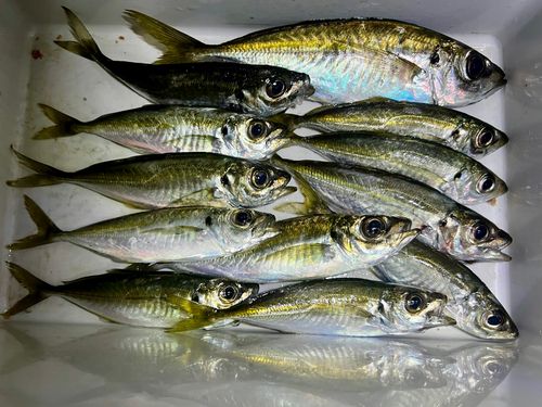 アジの釣果