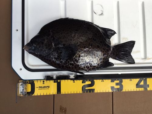 イシガキダイの釣果