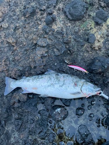 サクラマスの釣果