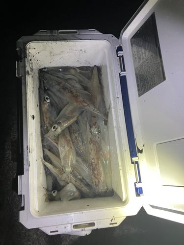 ヤリイカの釣果