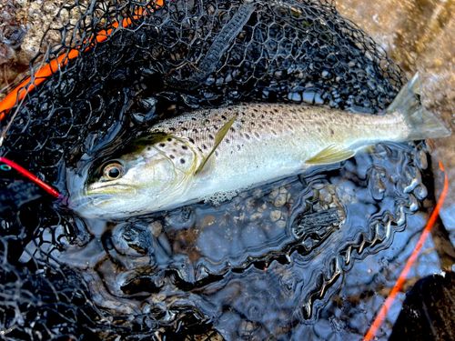 ブラウントラウトの釣果