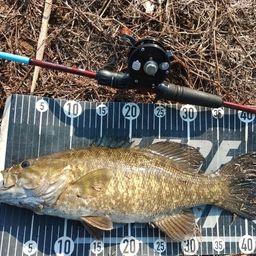 スモールマウスバス