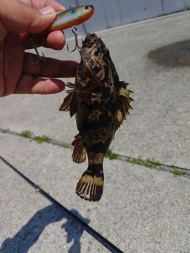タケノコメバルの釣果