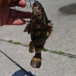 タケノコメバル