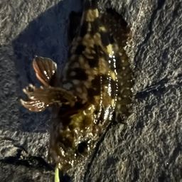 カサゴ