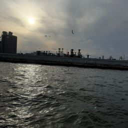 カタクチイワシ