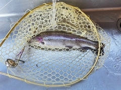 ニジマスの釣果