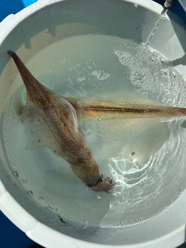 ヤリイカの釣果