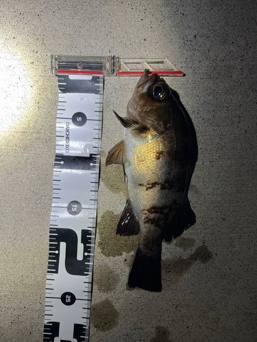 メバルの釣果