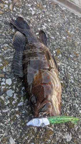 キテンハタの釣果