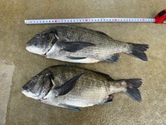 クロダイの釣果