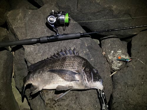チヌの釣果