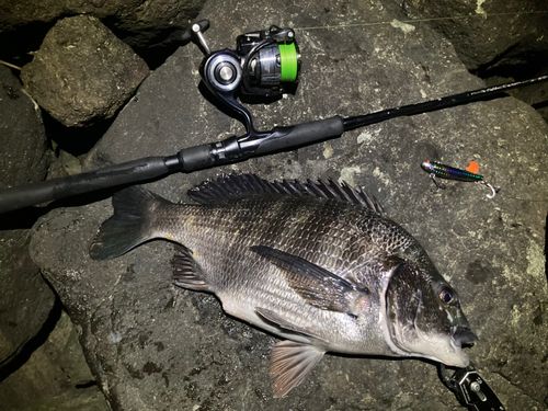 チヌの釣果