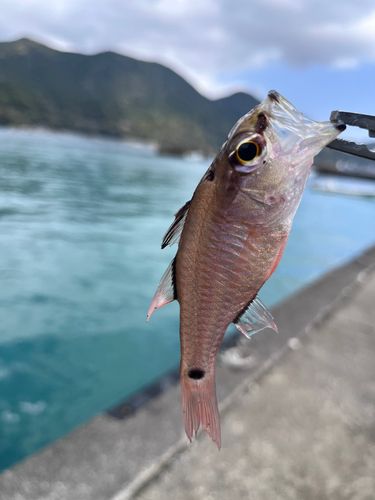 キタマクラの釣果