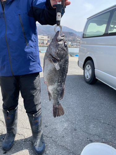 ソイの釣果