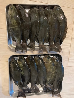 グレの釣果