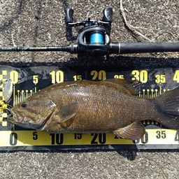 スモールマウスバス