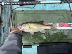 ラージマウスバスの釣果