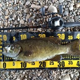 スモールマウスバス