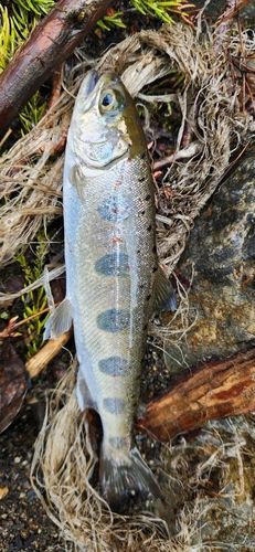 アマゴの釣果
