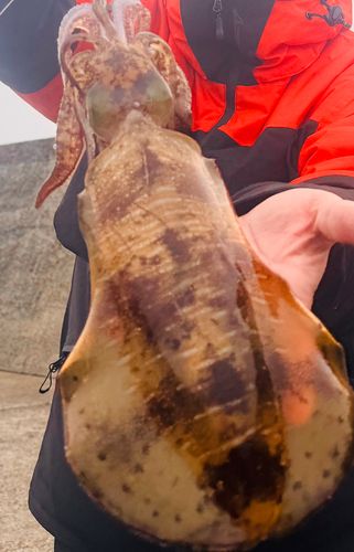 ヤリイカの釣果