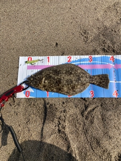 ソゲの釣果