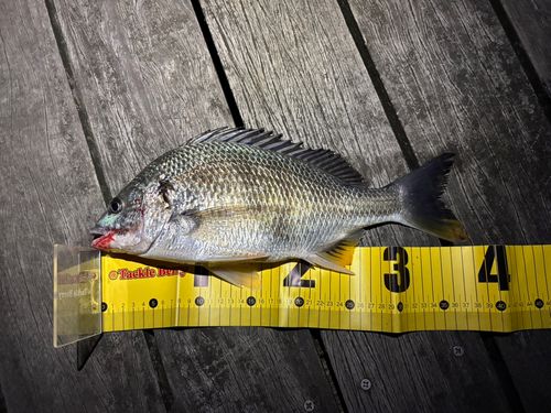 キチヌの釣果