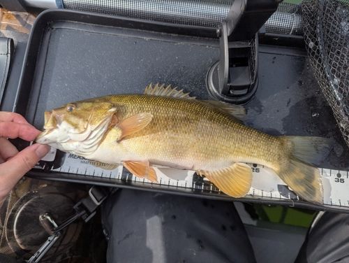 ブラックバスの釣果