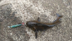 アイナメの釣果