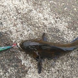アイナメ